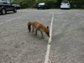 動画:キツネ