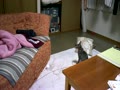 動画:犬のような猫?