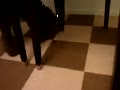 動画:おやつが出てこないのよ…